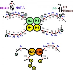 Histone Modifications Histone Modifications
